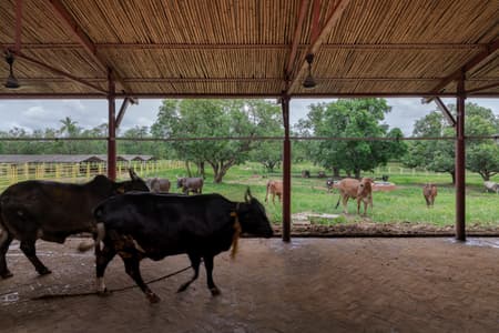 Gaughar Animal Husbandry